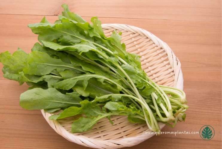 Rúcula cosecha