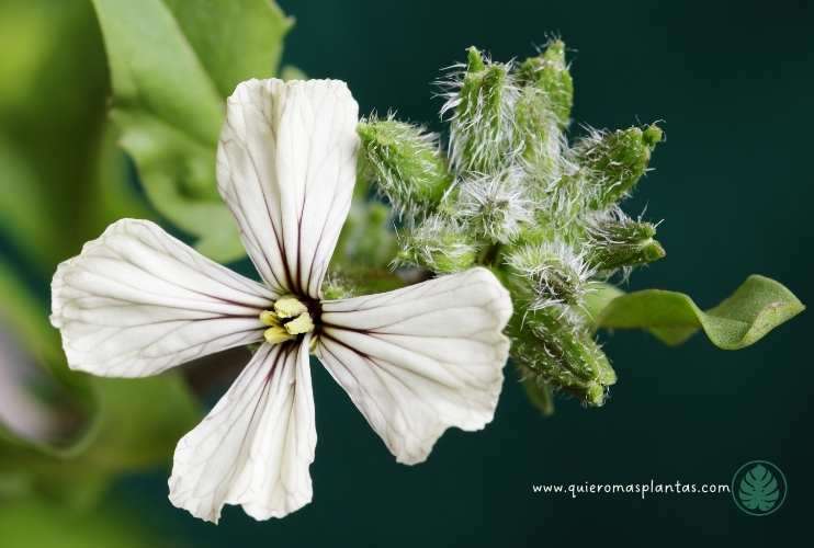 Floració de la rúcula