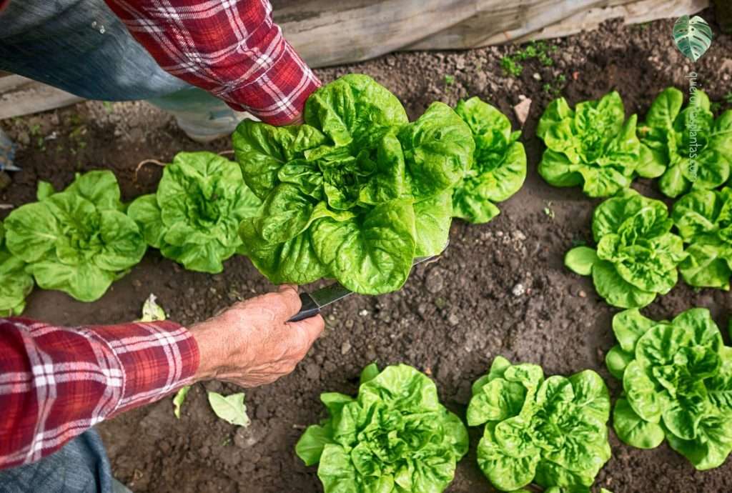 Cosecha de lechuga