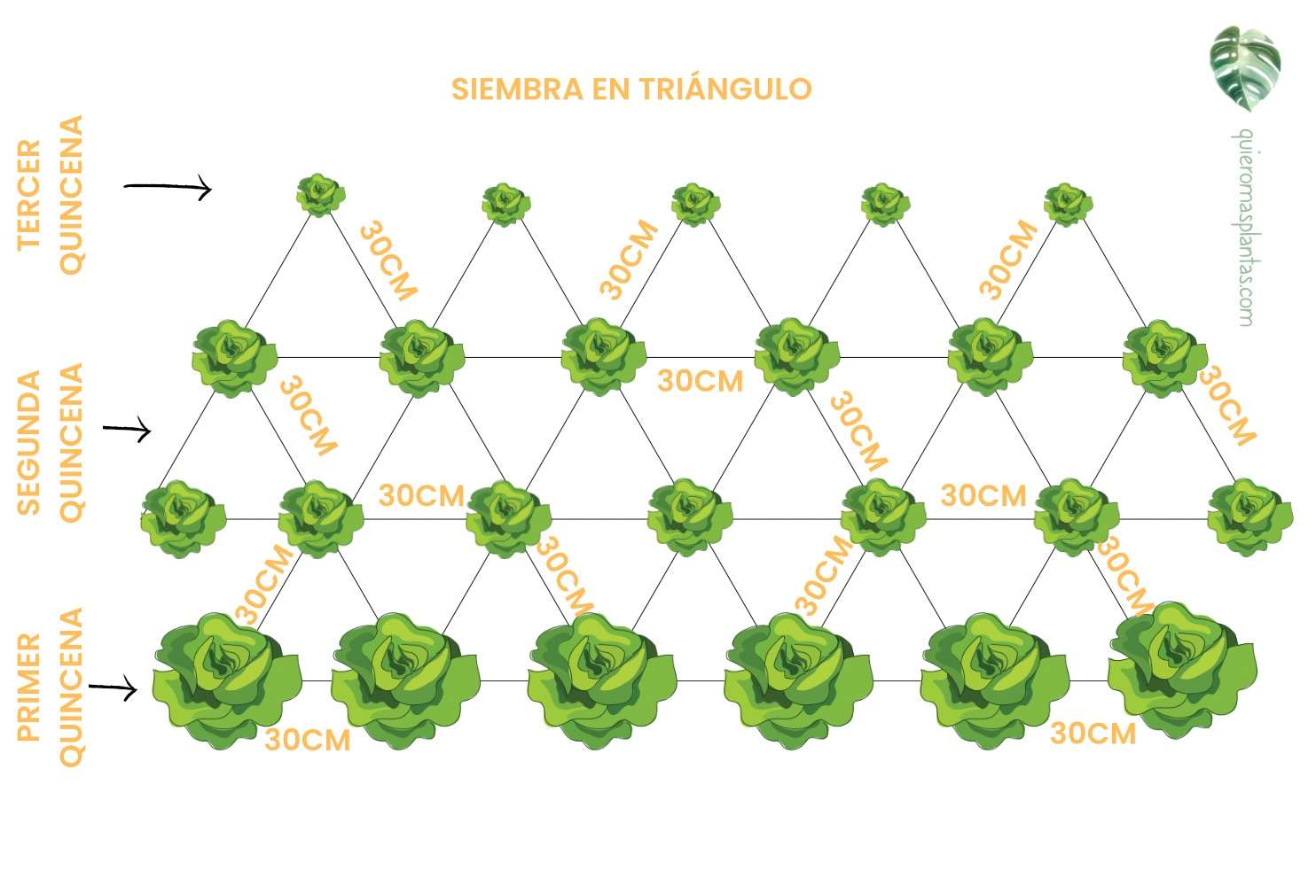 Cultivo de Lechuga escalonado