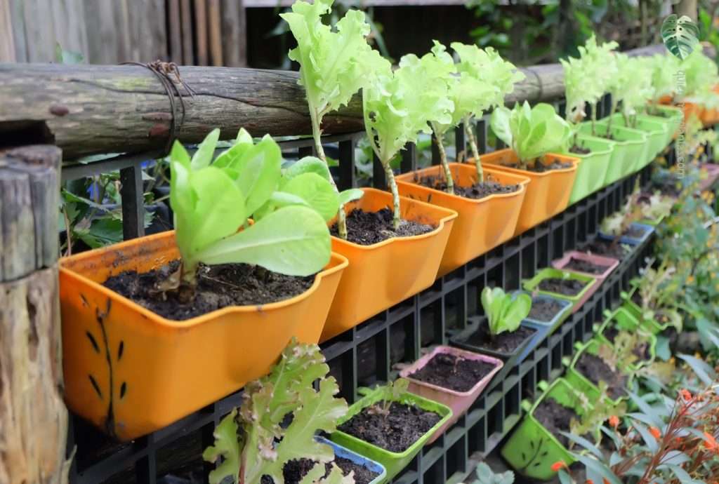 Lechuga en maceta