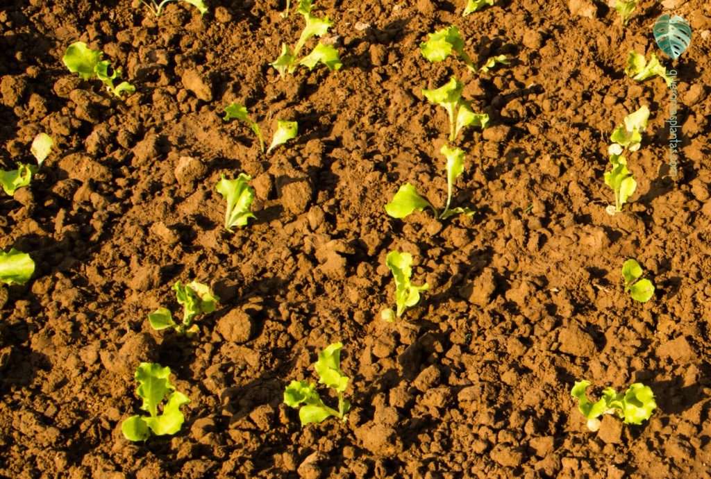 Germinació de lechuga