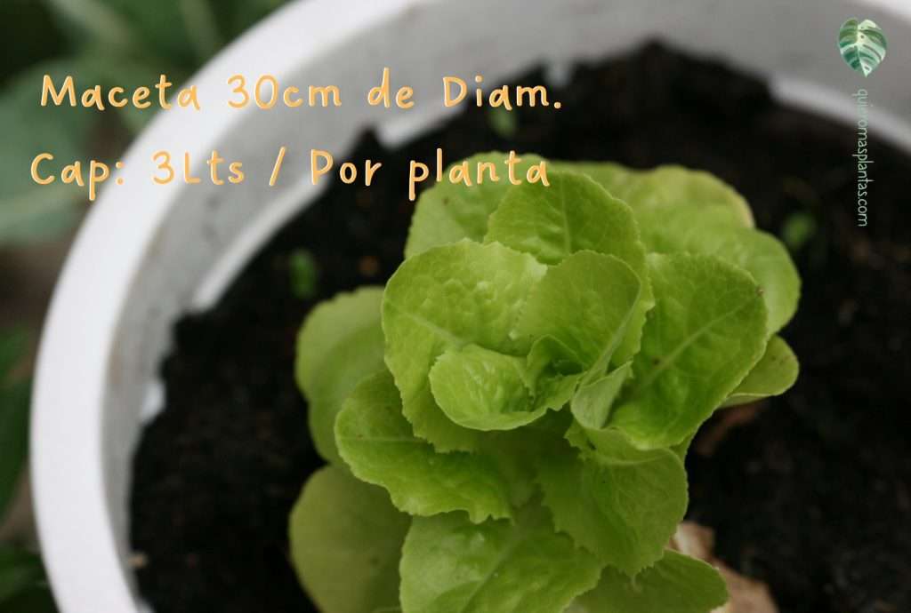 Maceta de lechuga