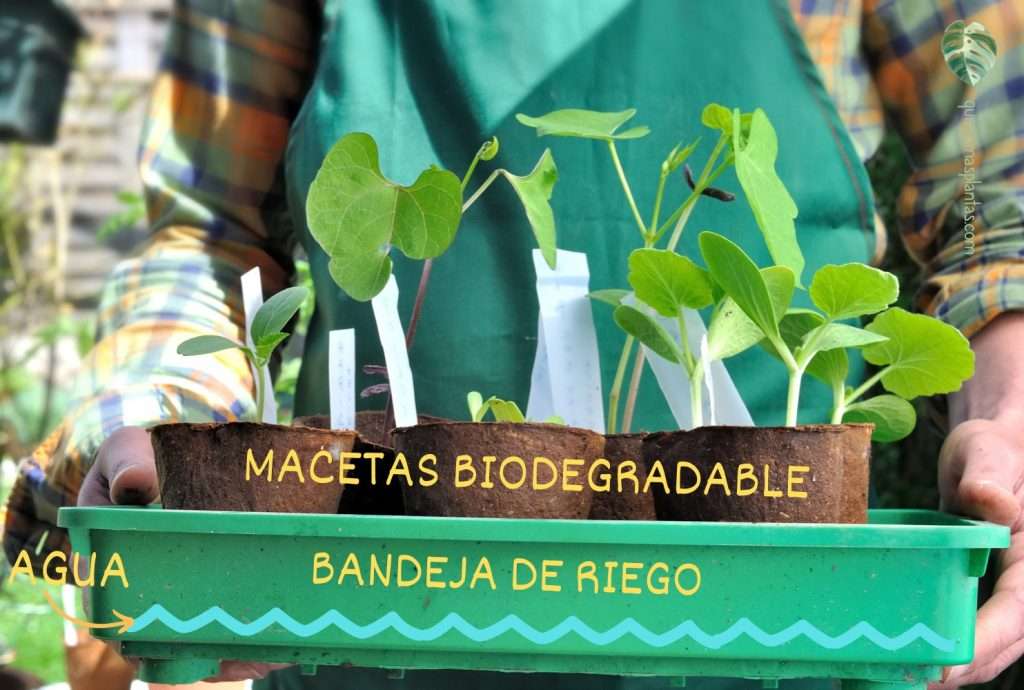 ¿Cómo se riegan las macetas biodegradables?
