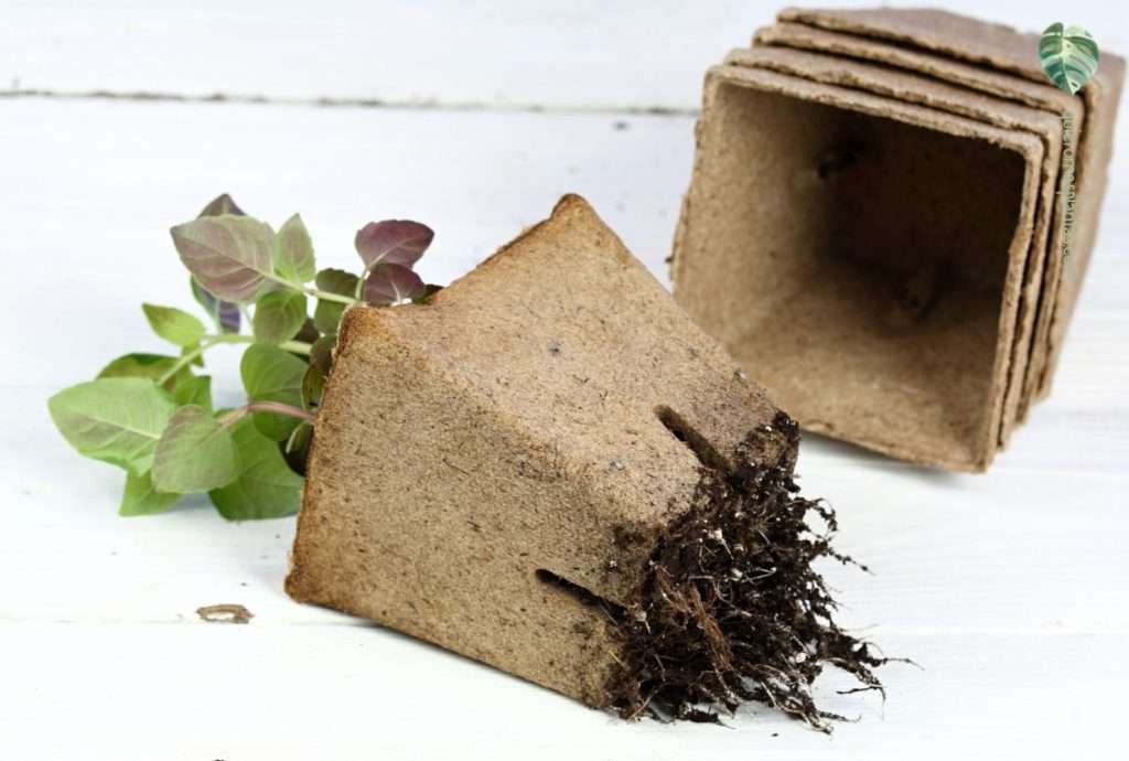 Maceta con raíces ices