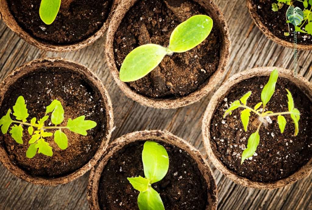 Maceta biodegradable turba