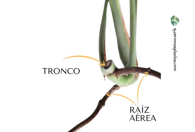 Raíz áérea en monstera