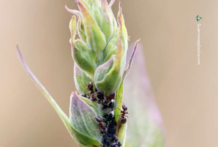 Hormigas en la huerta