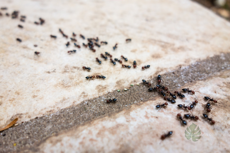 Como aplicar tierra de diatomeas para tratar la presencia de hormigas en casa