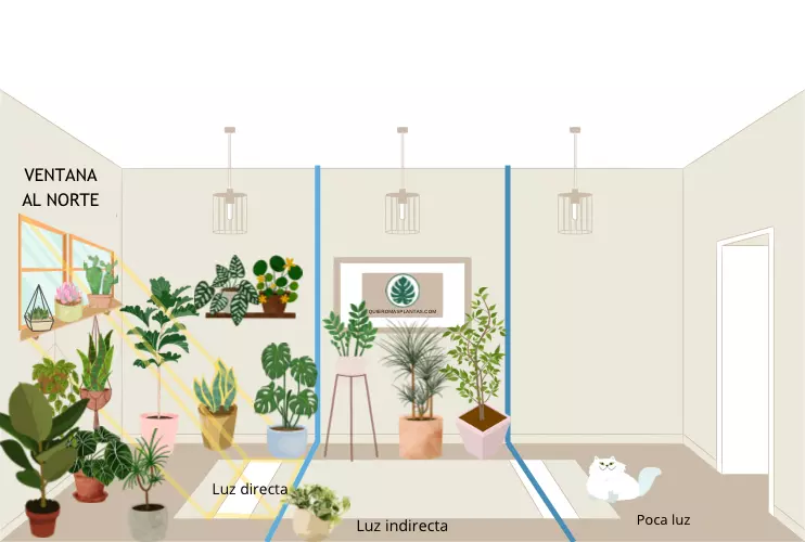Luz directa o indirecta? Aprende conmigo la diferencia para saber donde ubicar tus plantas!