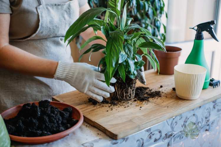 renovació de sustrato