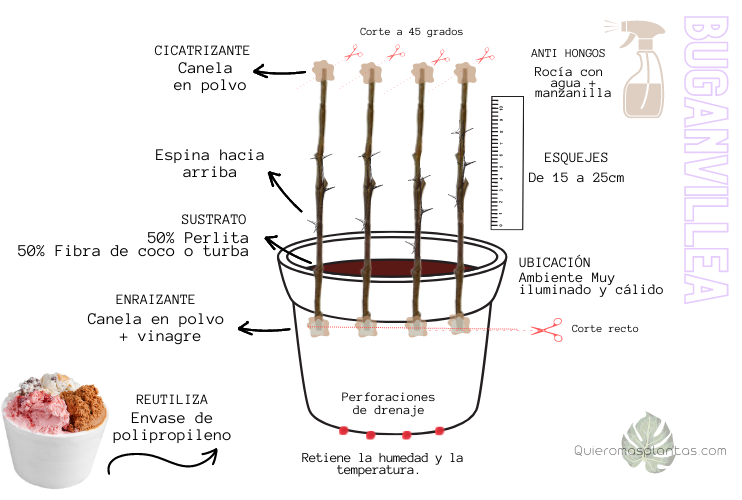 La buganvilla es una planta ideal para balcones y espacios abiertos, si queres tener flores durante todo el verano, no dejes de propagar esta planta.