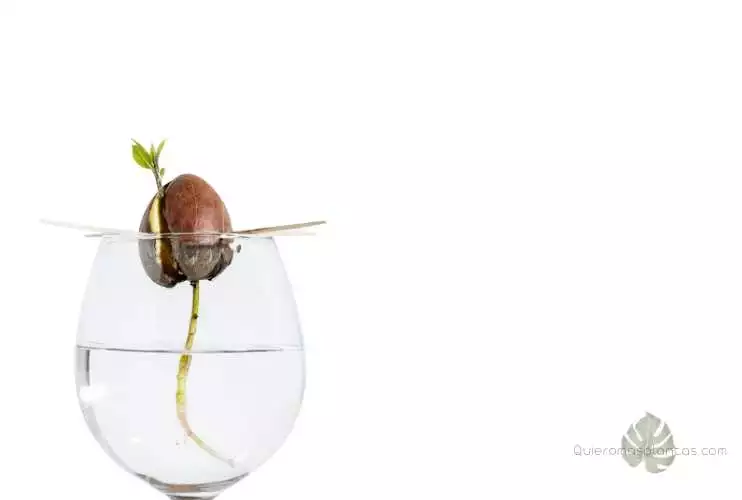 Si queres que tu aguacate germinado te dé fruto