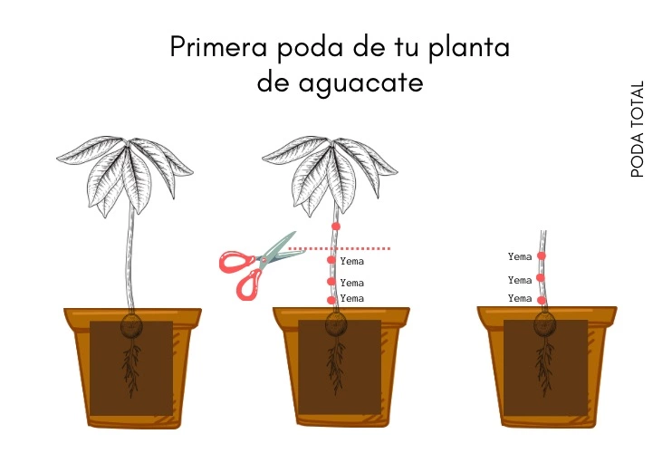 Poda total - Aguacate QMP