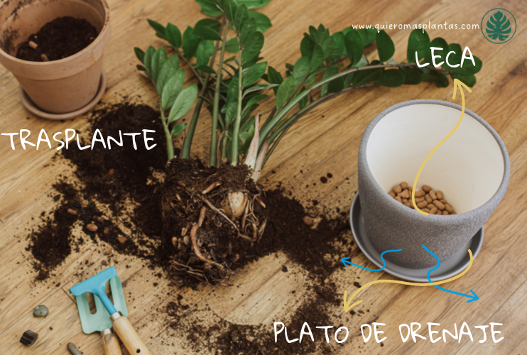 Maceta sin perforació de drenaje