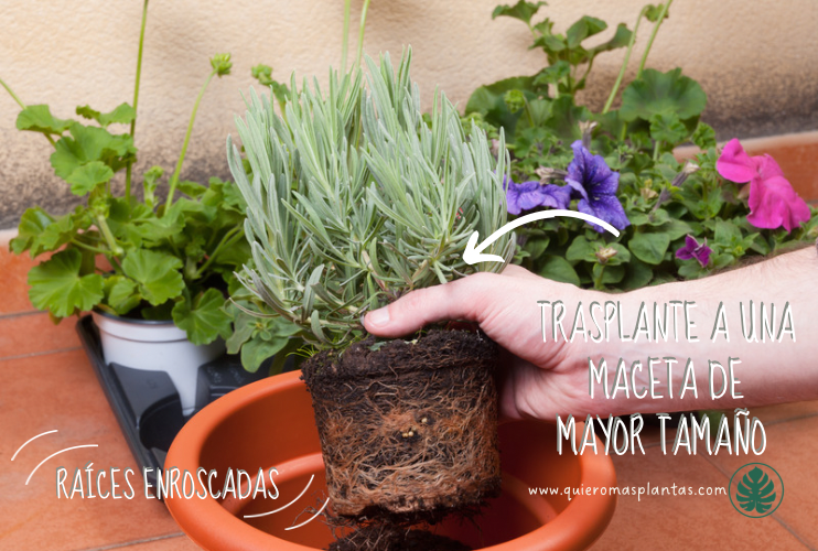 Trasplante de planta