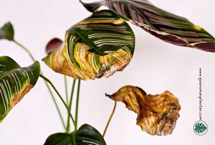 Calathea con exceso de riego