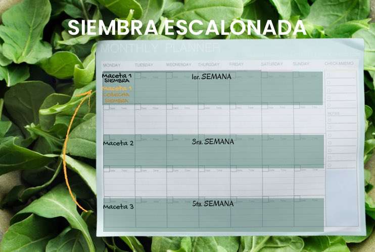 Siembra escalonada