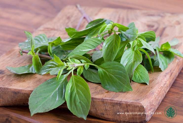 Albahaca para el refrío