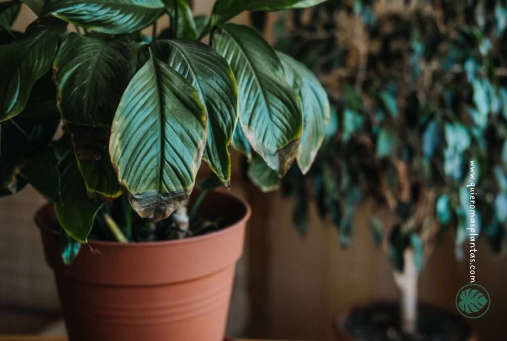 Planta con exceso de riego