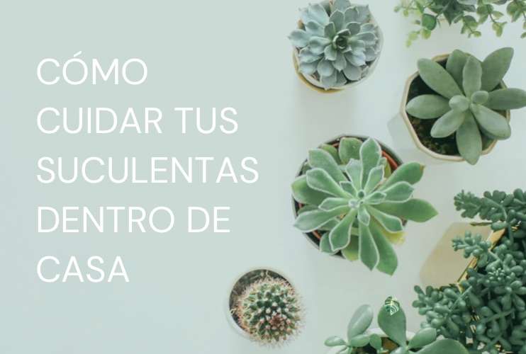 Suculentas de interior