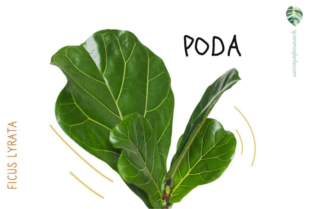 Poda Ficus
