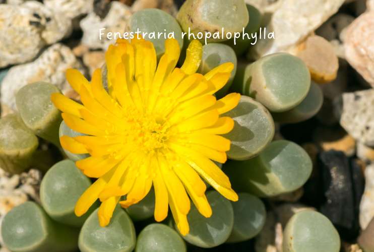 Fenestraria rhopalophylla