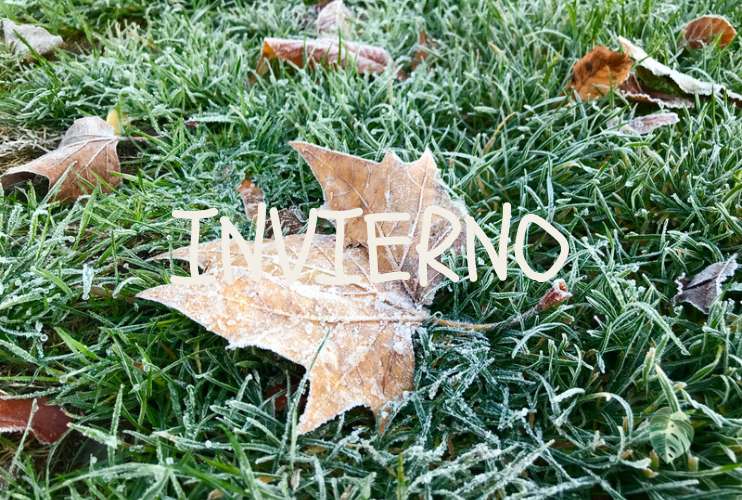 Las plantas y el invierno