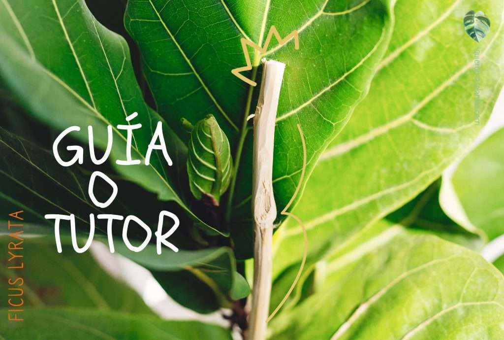 Planta con tutor