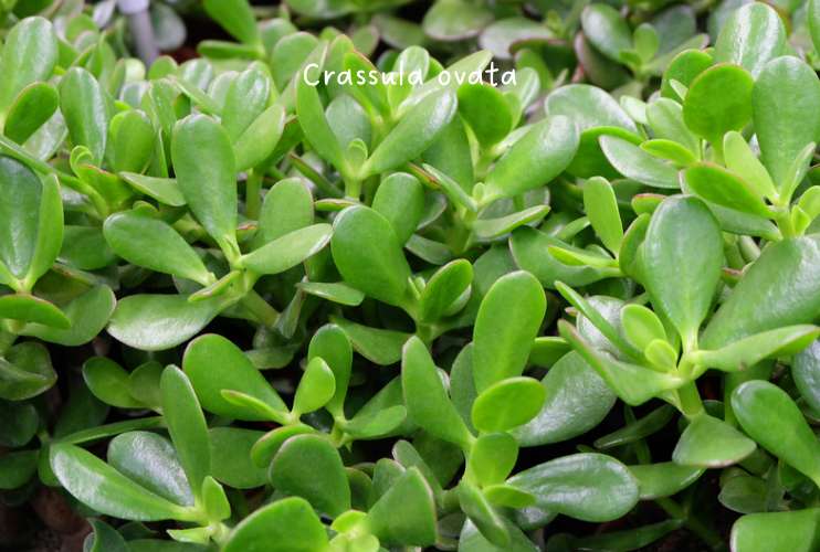 Crassula ovata