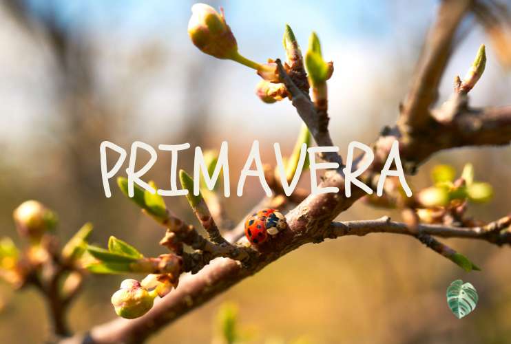 Las plantas y sus estaciones