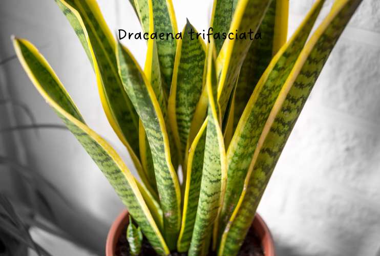 Dracaena trifasciata