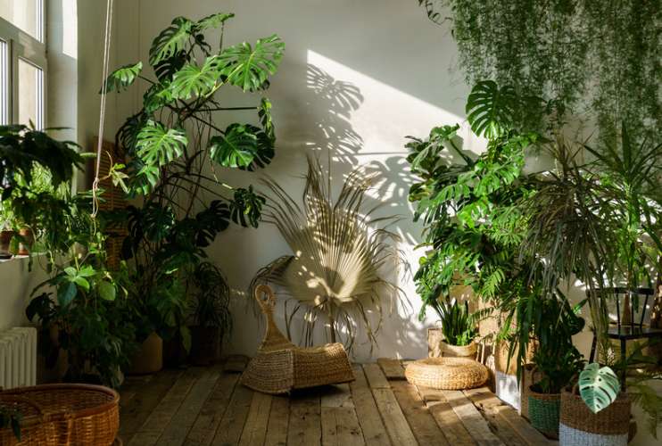 Las plantas y sus estaciones