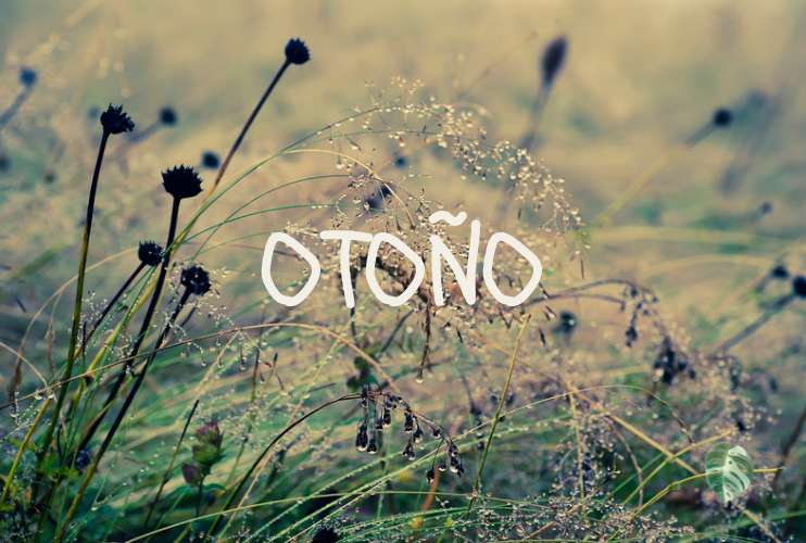 Las plantas en otoño