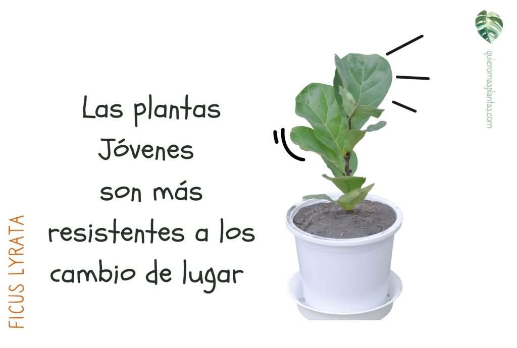 Tamaño de planta