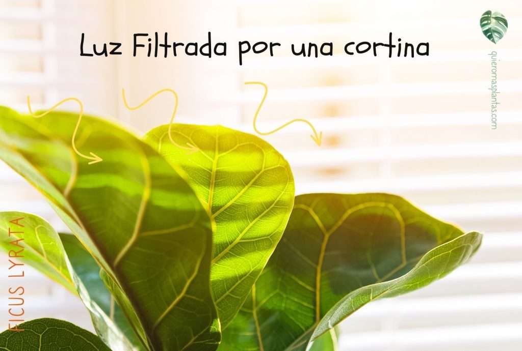 Luz Ficus