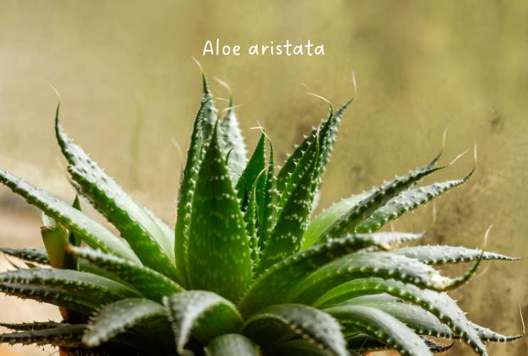 Aloe aristata