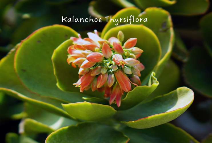 Kalanchoe Thyrsiflora