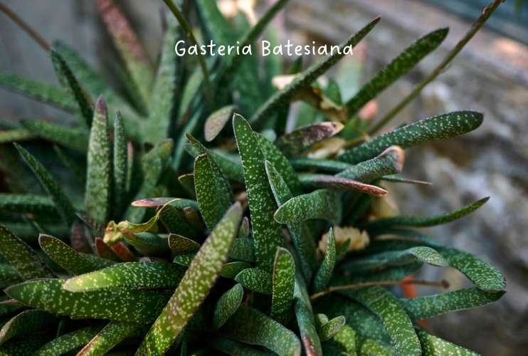 Gasteria Batesiana