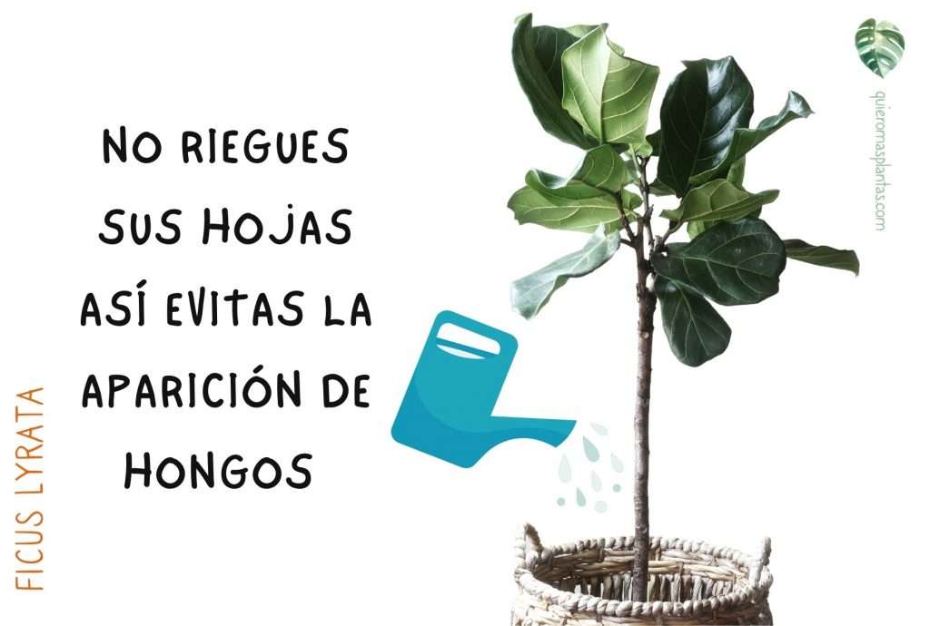 Riego Ficus