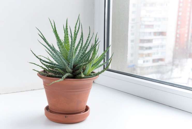 Suculentas de interior