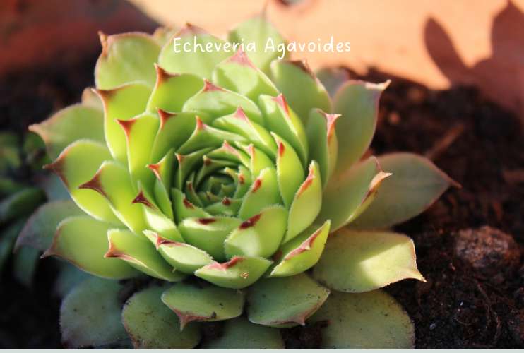Echeveria Agavoides