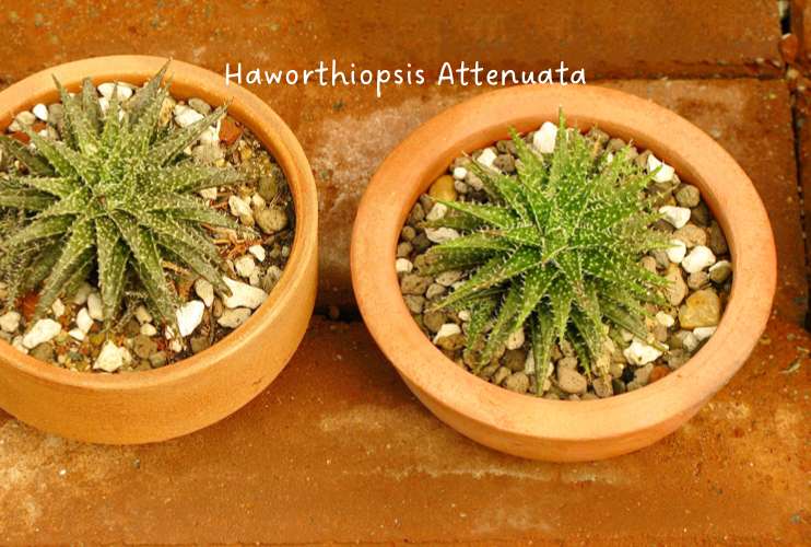 Haworthiopsis Attenuata