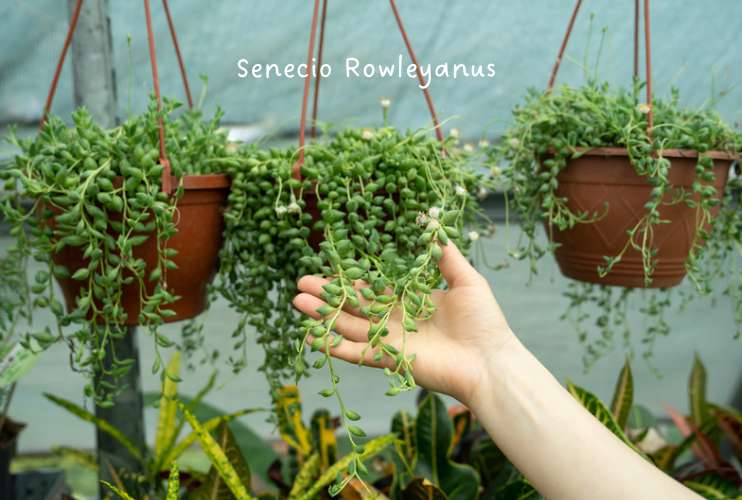 Senecio Rowleyanus