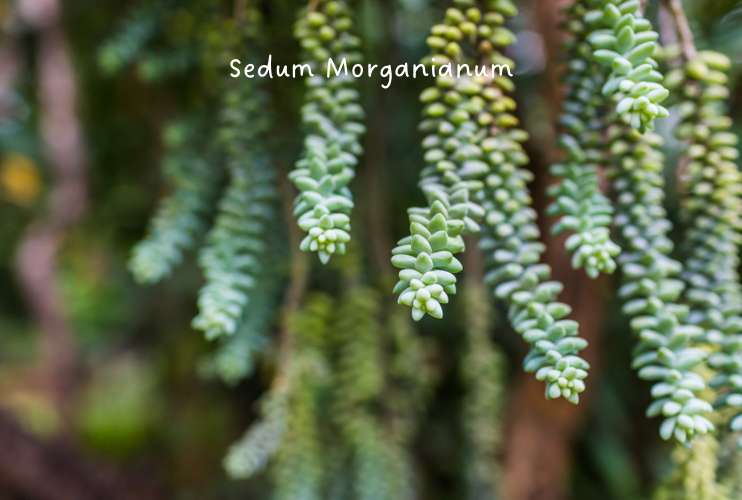 Sedum Morganianum