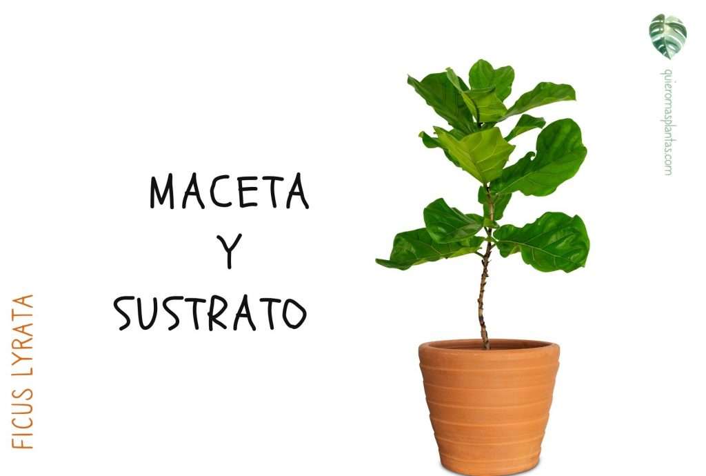 Ficus Lyrata Planta