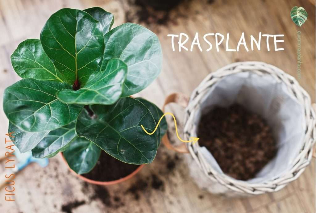 Trasplante de Ficus