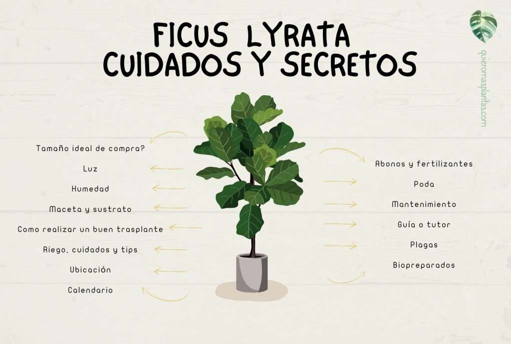 Problemas Ficus