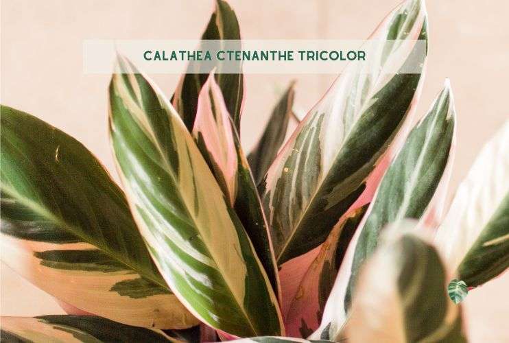 Calathea Ctenanthe Tricolor