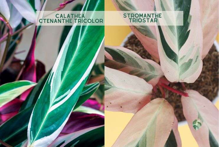 Calathea y Stromanthe